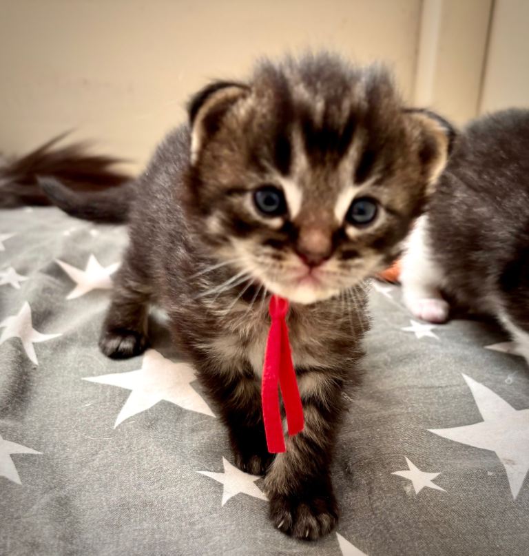 image for Kittens mainecoon x ragdolls, ragcoons rare