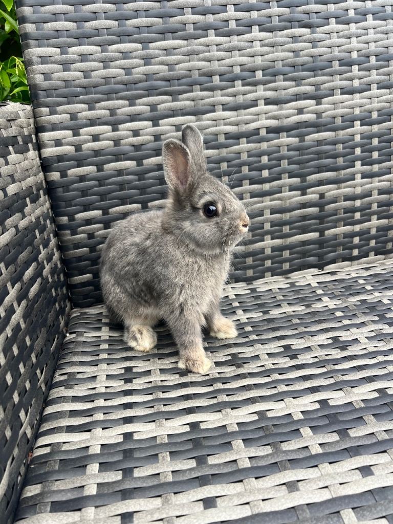 Grey Dwarf Bunnies