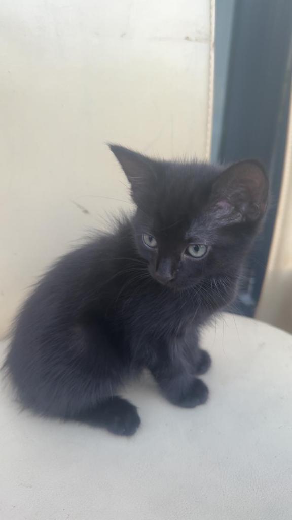 11 week old kittens ready for new home