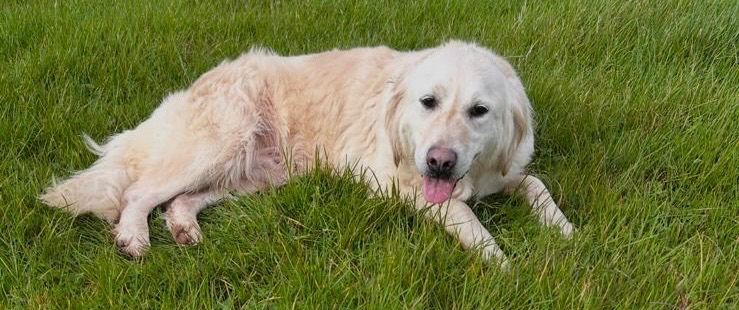 Golden Retriever 