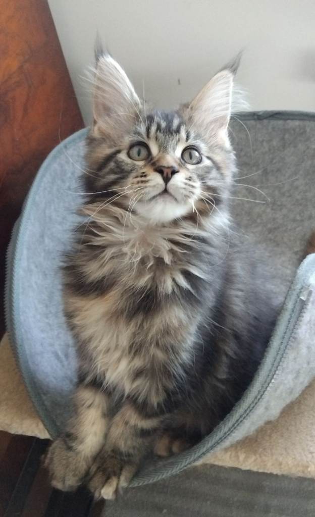 Maine coons kittens  