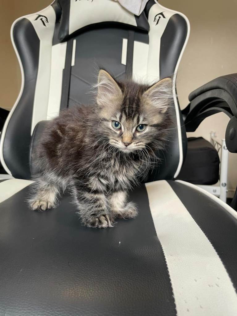 Maine Coon Mix Kitten read description before replying  