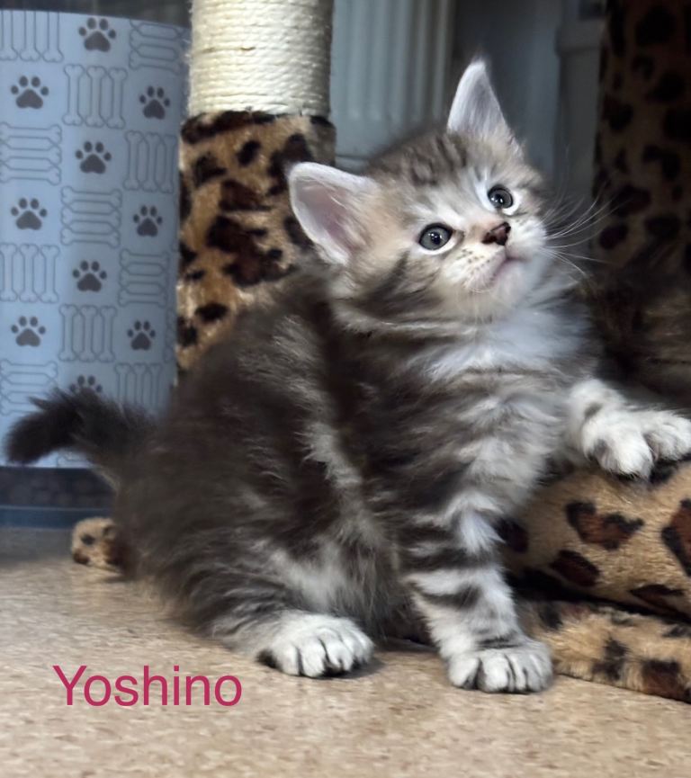 Stunning polydactyl Maine coons Tica registered 