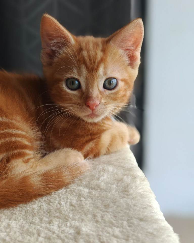 Kittens