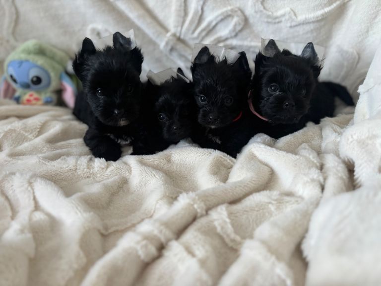 Mini Black Yorkshire terrier puppies 