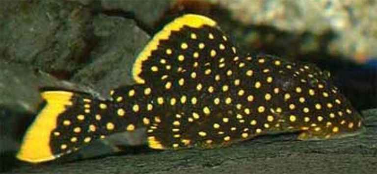 Tropical Fish Malawi Cichlids Green Heckle  Discus  Pleco L Number Clown Loach