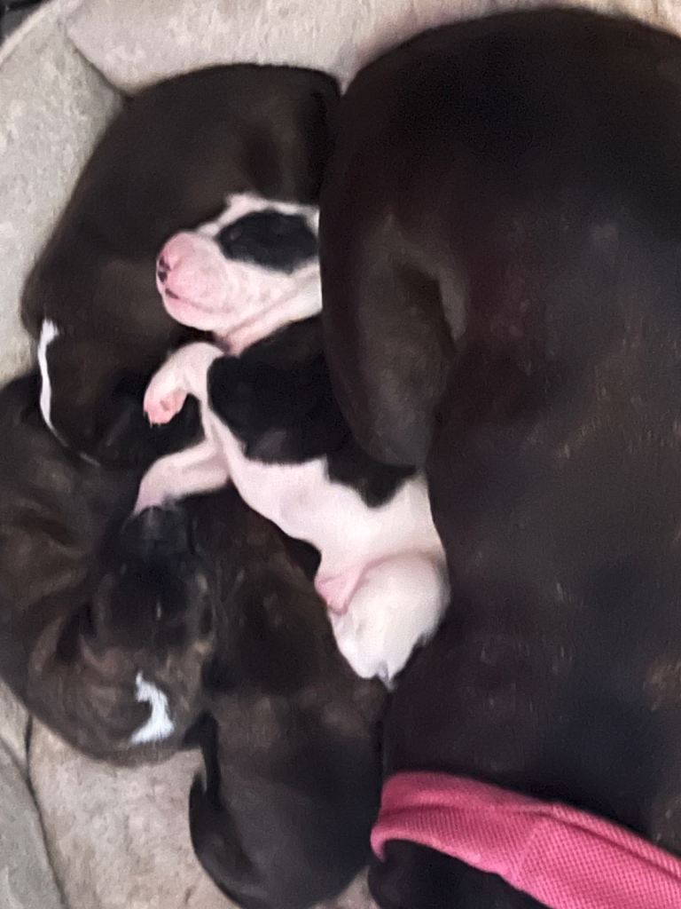 Staffordshire puppies mixed 