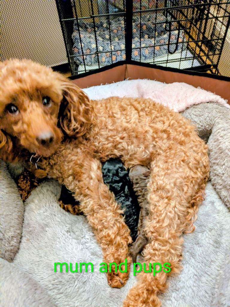 Toy poodle puppies KC reg 