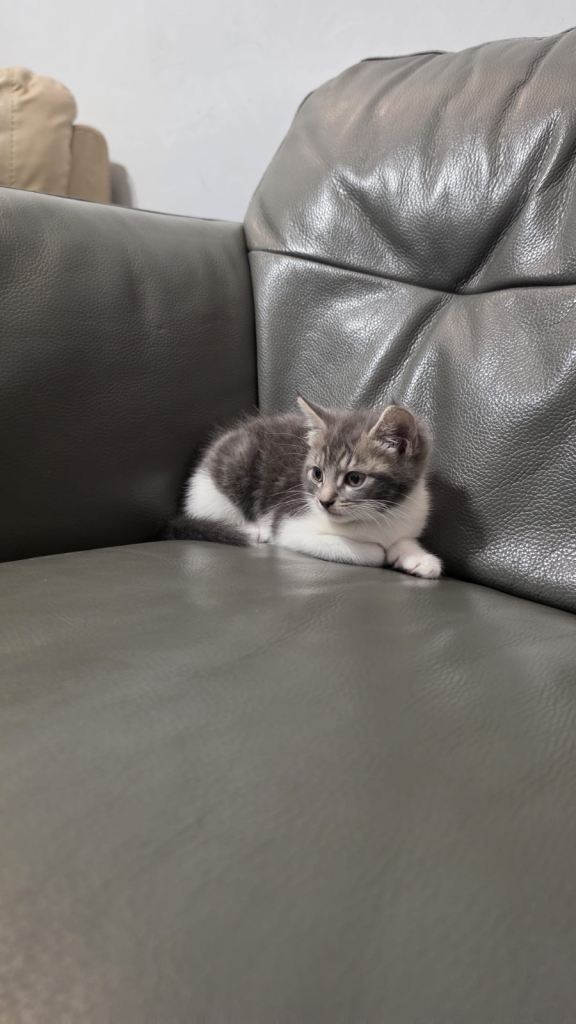 Kitten very cute 