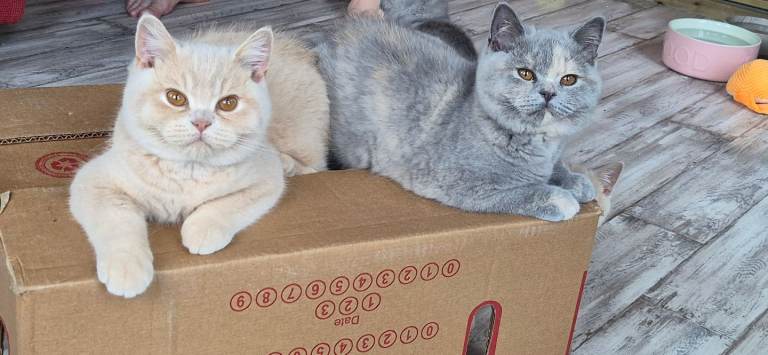 cream british shorthair 