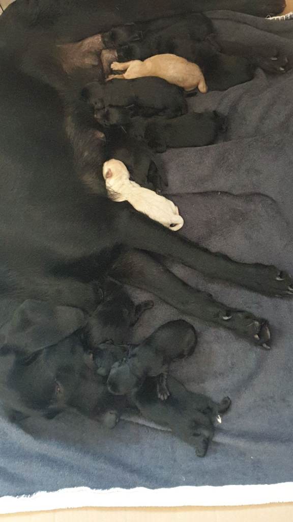 Reducrd* 11 KC reg, labrador retrievers, 10weeks old.