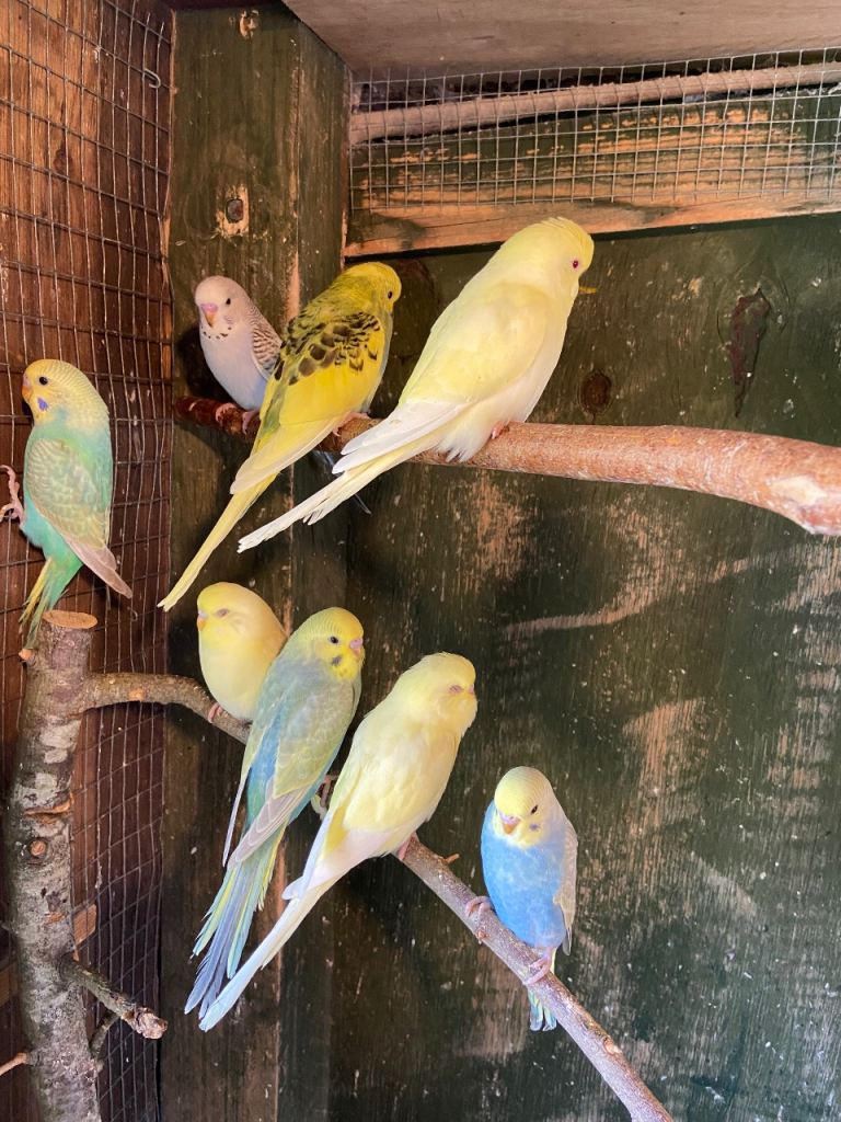 Baby budgies 