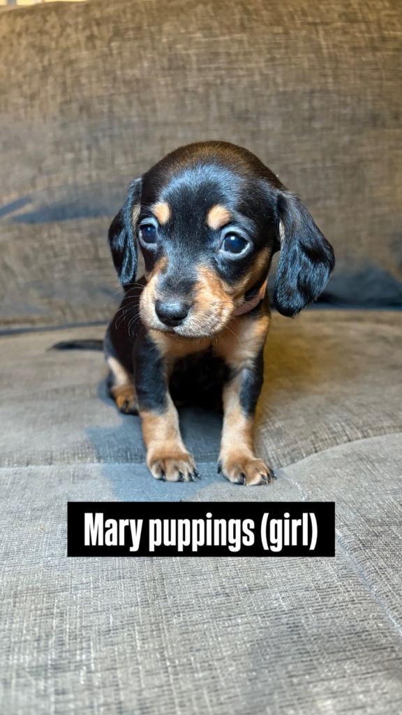 Doxiepoo (cavapoo cross mini dachshund)