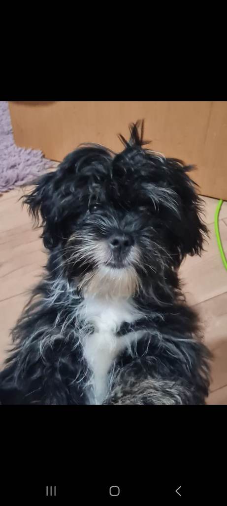 Male Shih Tzu puppy last one 