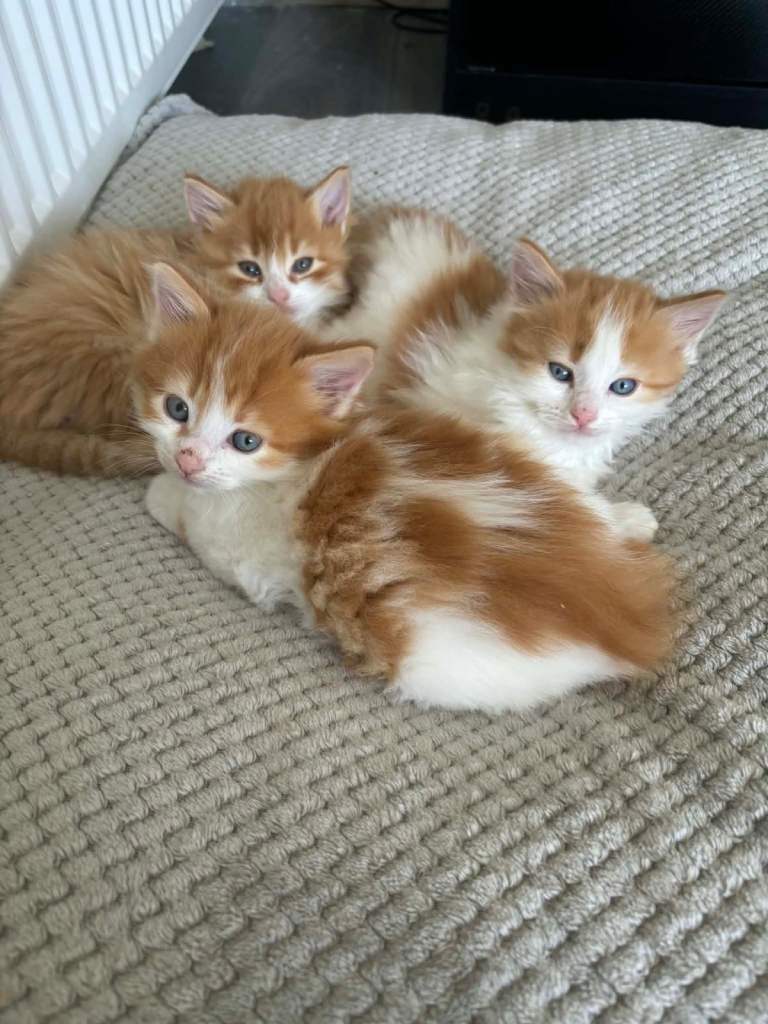 Gorgeous kittens
