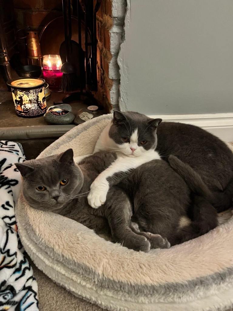 Bonded British short hair boys 