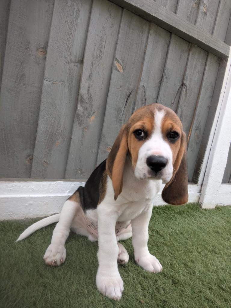 Two Cute Beagle Boys Looking for Loving Families! 🐾