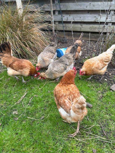 4 Hens to sell