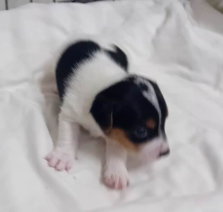 Full jack russell tri colour 
