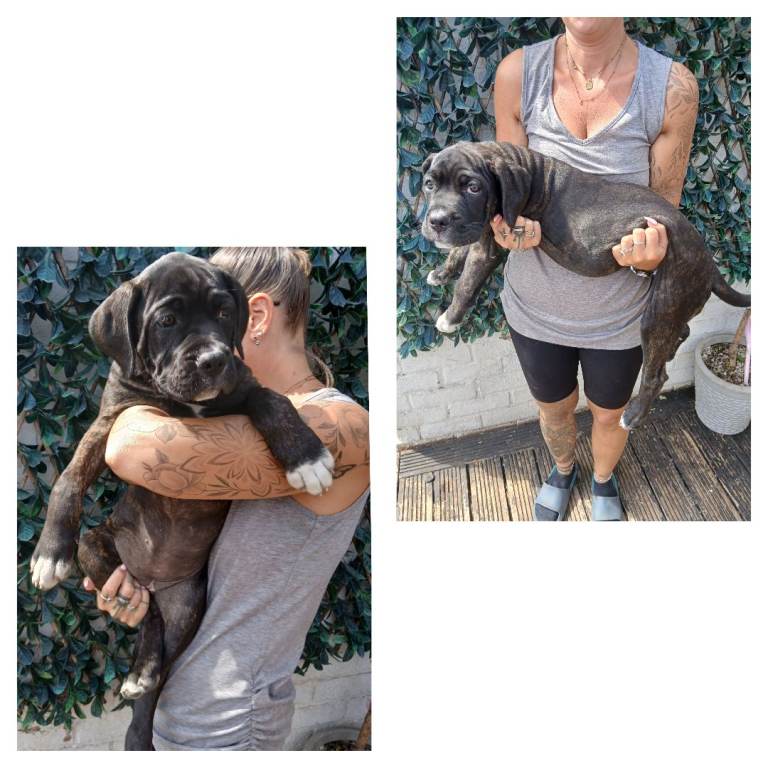 ***REDUCED***Cane Corso pups 