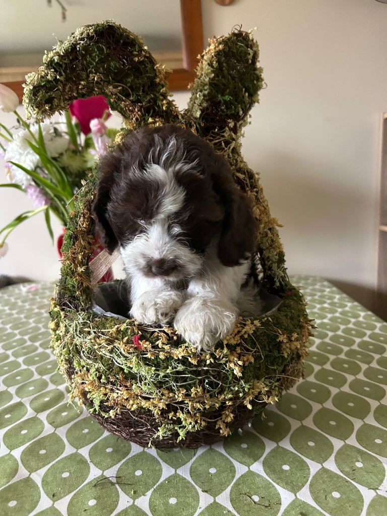 Sproodle type puppies for sale