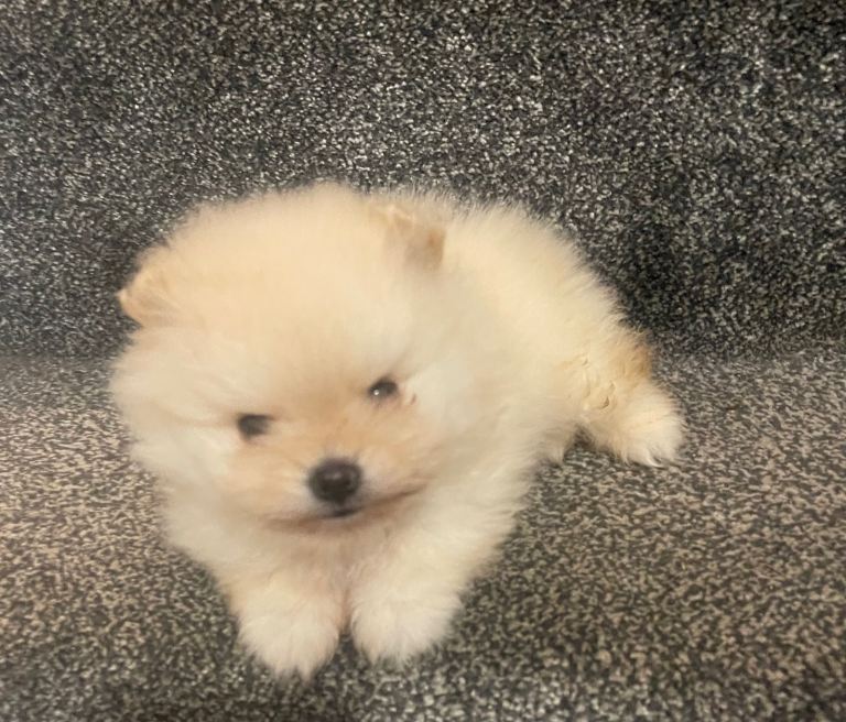 Pomeranian puppy