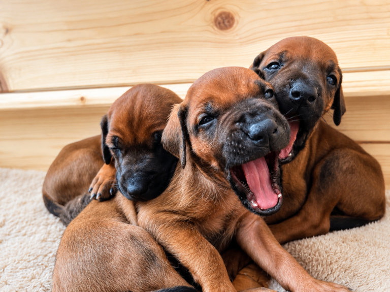KC Registered Rhodesian Ridgeback Girls – No Endorsements