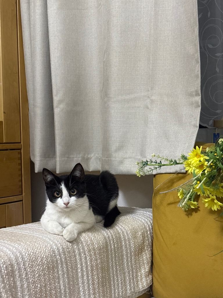 Home Needed for kitten before winter