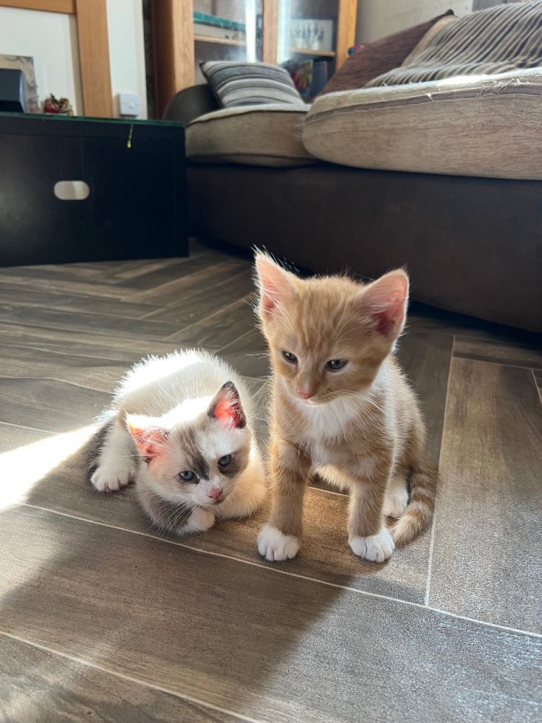 Fluffy  mix breed kittens 