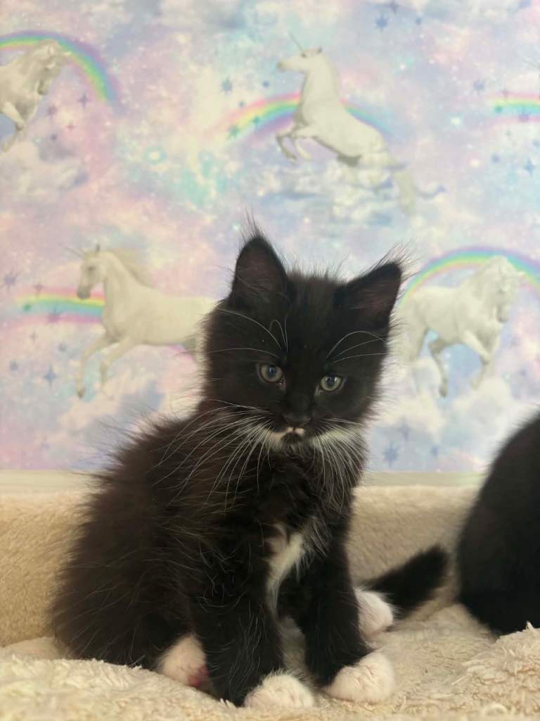 READY NOW Maine coon x ragdoll boys 