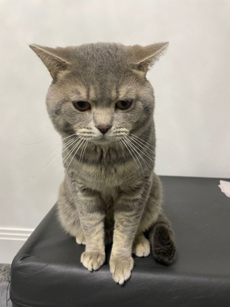 Male british shorthair available 