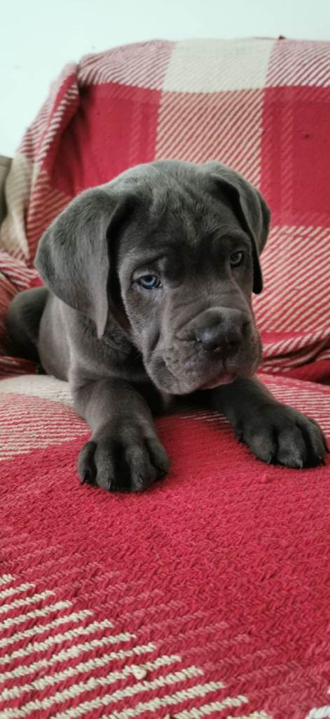 Cane Corso 