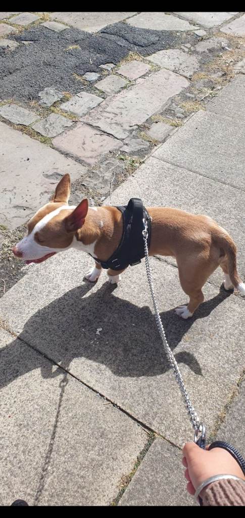 Staff x Jack Russell for Sale