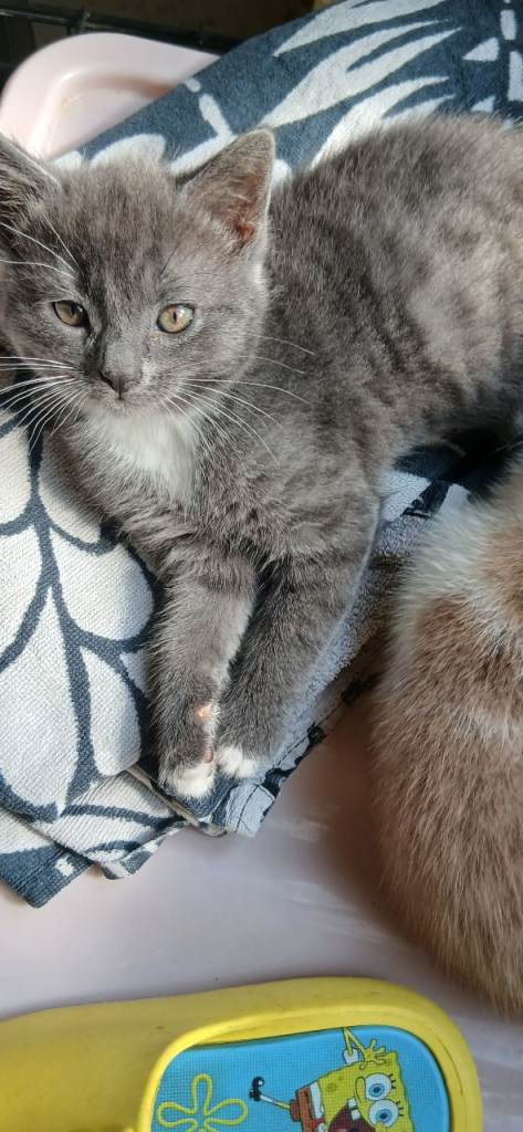 Kittens