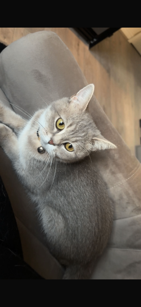 10 month female british shorthair 