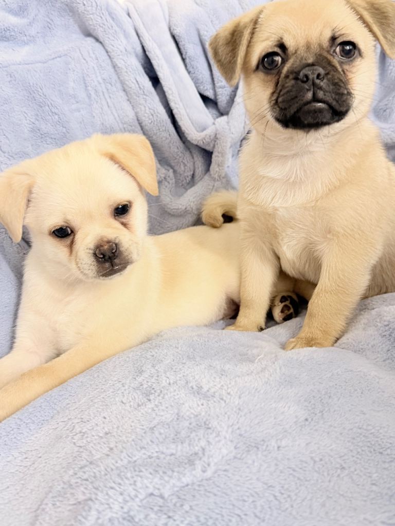 Pug x Pomeranian Puppies!