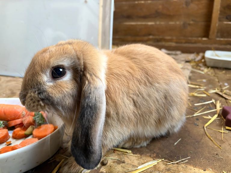 One mini lop bunny