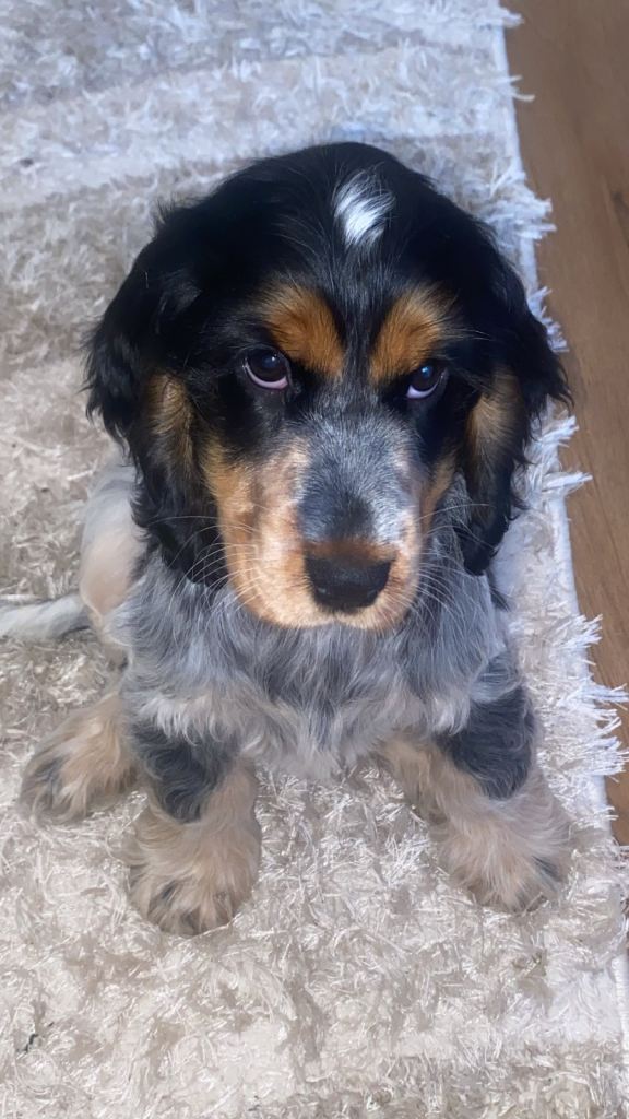 Beautiful showline cocker spaniel for sale 