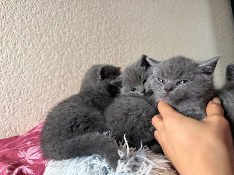 British short hair kittens 