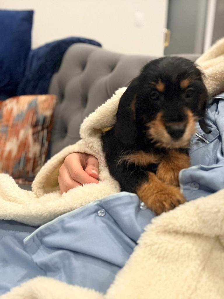 Miniature dachshund pup