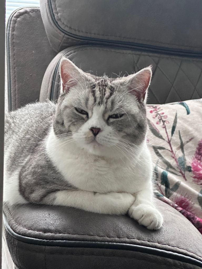 2year old female cat for sale