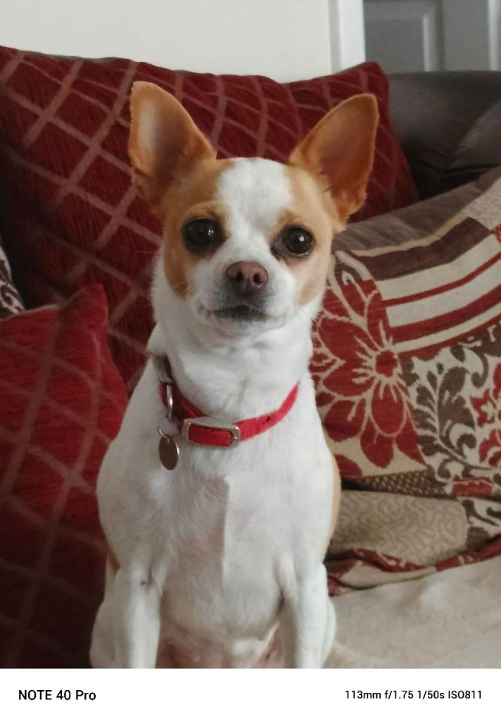 Chihuahua dog female 