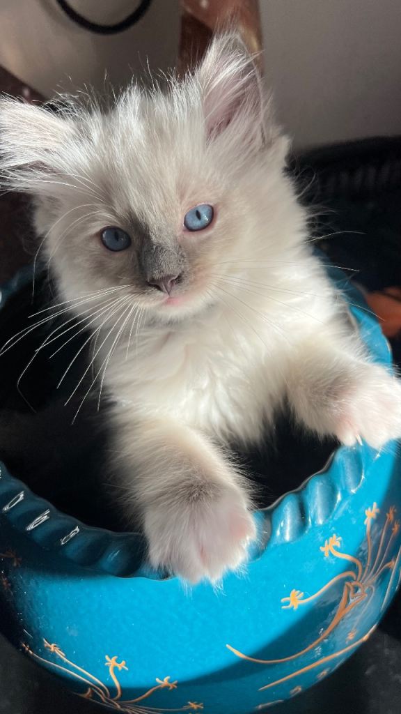 3 Ragdoll kittens 