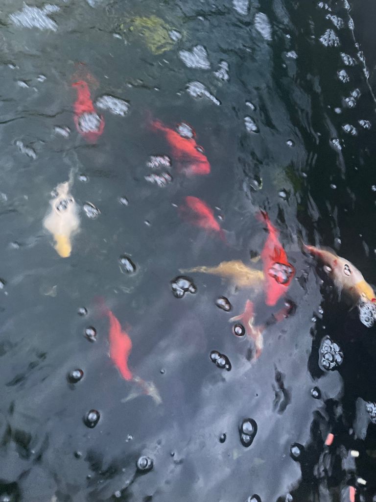 20 large pond goldfish (up to 12–15 inch) – £70 job lot