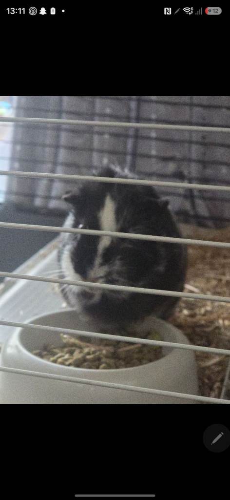 15 month female guinea pig