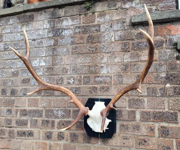 **£245** 10 Point Stag Antlers Mounted on Tartan Fabric Base