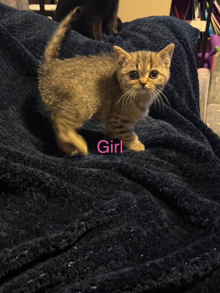 British shorthair kittens 