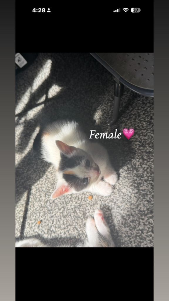 Kittens 