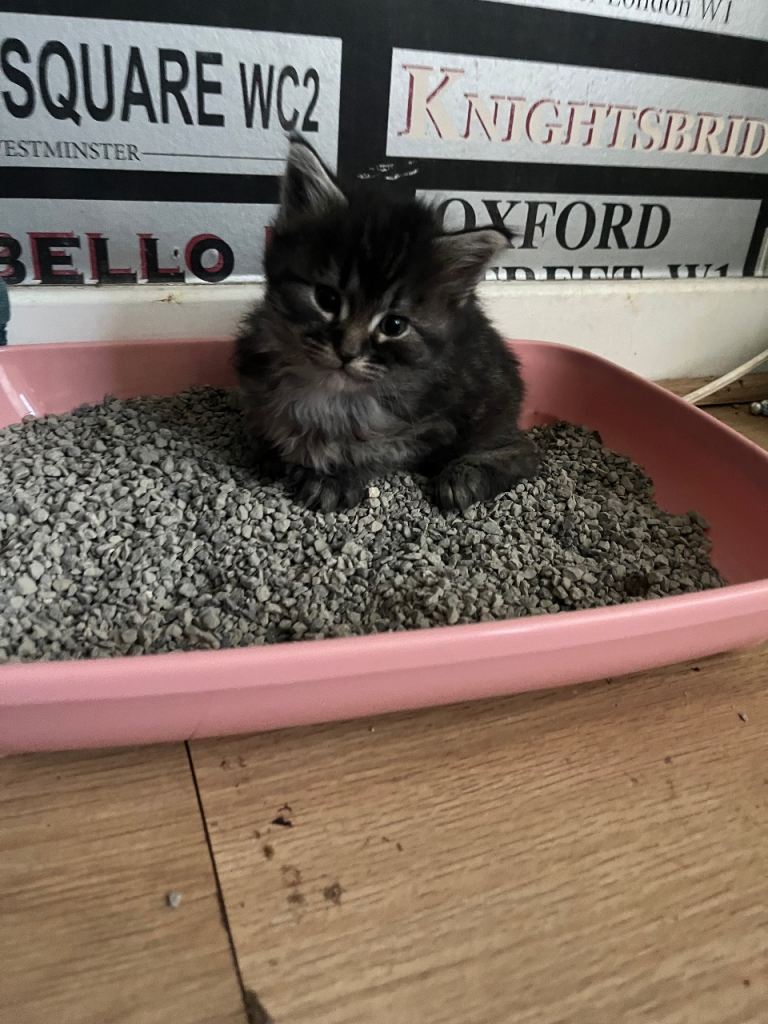 Maine coon x Ragdoll breed kittens for sale