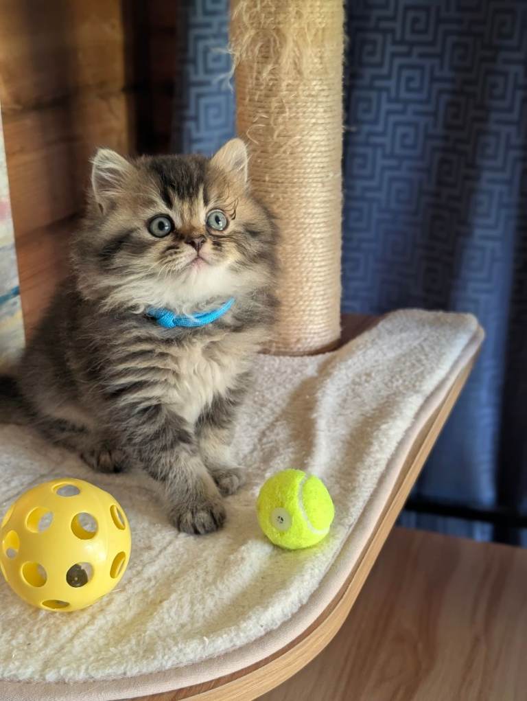2 Adorable male kittens ready Now